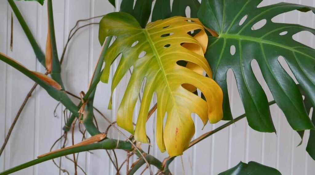 Monstera Gelbe Blätter